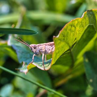 Cricket insect wallpaper