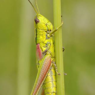 Cricket insect wallpaper
