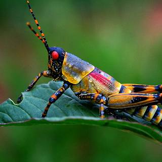 Cricket insect wallpaper