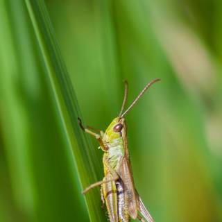 Cricket insect wallpaper
