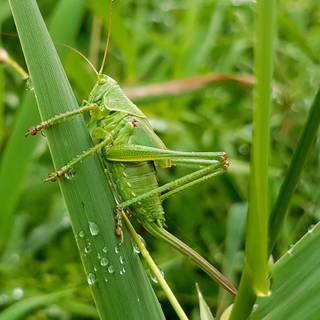 Cricket insect wallpaper