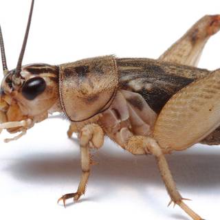 Cricket insect wallpaper