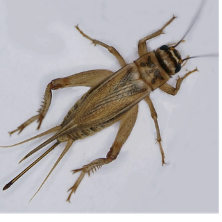 Cricket insect wallpaper
