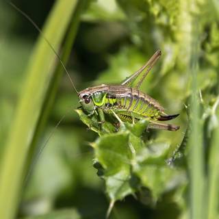 Cricket insect wallpaper