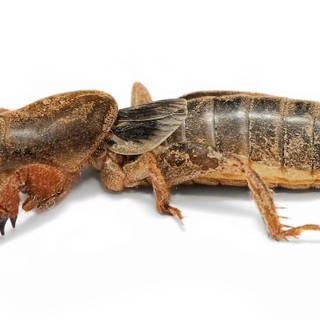 Cricket insect wallpaper