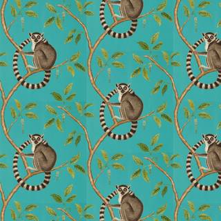 Ring tailed lemur wallpaper