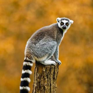 Ring tailed lemur wallpaper