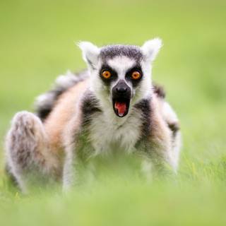 Ring tailed lemur wallpaper