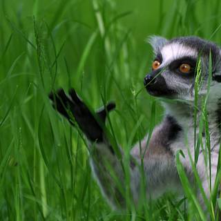 Ring tailed lemur wallpaper