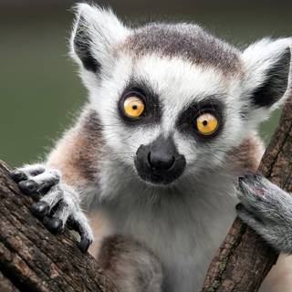 Ring tailed lemur wallpaper