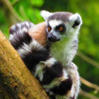 Ring tailed lemur wallpaper