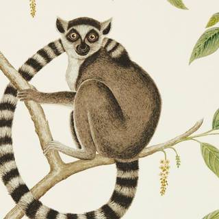 Ring tailed lemur wallpaper