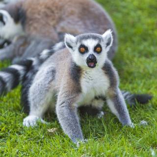 Ring tailed lemur wallpaper