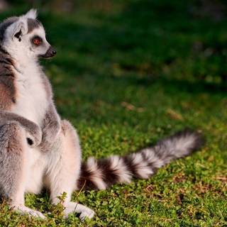 Ring tailed lemur wallpaper