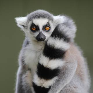 Ring tailed lemur wallpaper