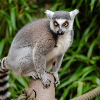 Ring tailed lemur wallpaper