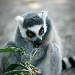 Ring tailed lemur wallpaper