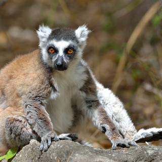 Ring tailed lemur wallpaper