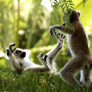Ring tailed lemur wallpaper