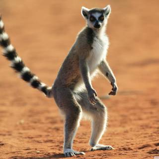 Ring tailed lemur wallpaper