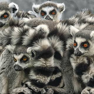 Ring tailed lemur wallpaper