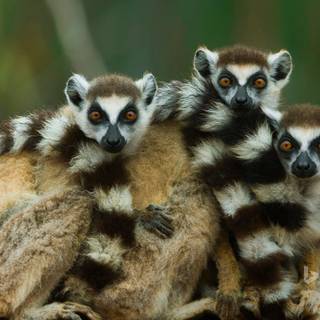 Ring tailed lemur wallpaper
