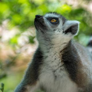 Ring tailed lemur wallpaper