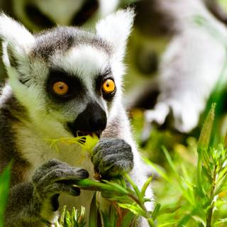 Ring tailed lemur wallpaper