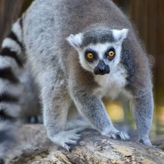 Ring tailed lemur wallpaper
