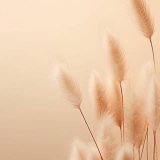 iPhone 4k beige wallpaper