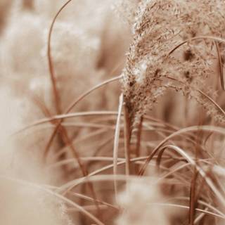 iPhone 4k beige wallpaper