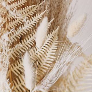 iPhone 4k beige wallpaper