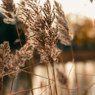 iPhone 4k beige wallpaper