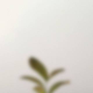 iPhone 4k beige wallpaper