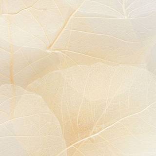 iPhone 4k beige wallpaper