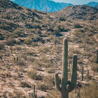 Arizona desert 4k wallpaper