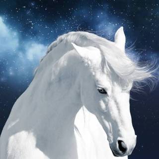 White horse iPhone wallpaper