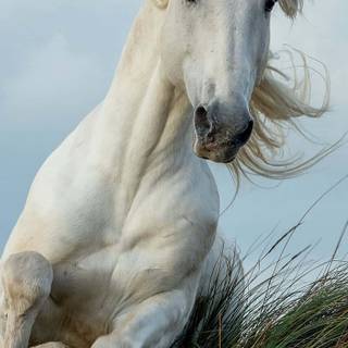 White horse iPhone wallpaper
