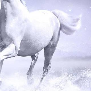 White horse iPhone wallpaper