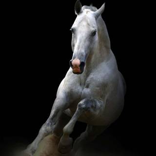 White horse iPhone wallpaper