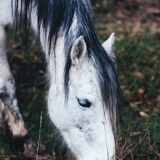 White horse iPhone wallpaper