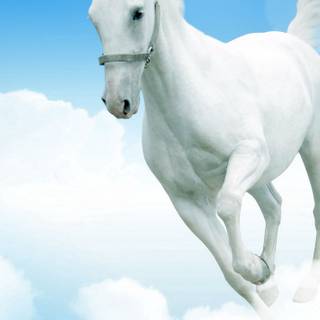 White horse iPhone wallpaper