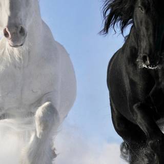 White horse iPhone wallpaper