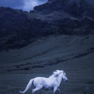 White horse iPhone wallpaper