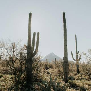 Arizona desert 4k wallpaper