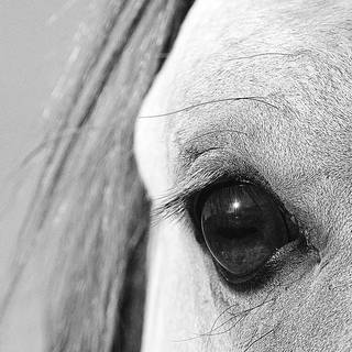 White horse iPhone wallpaper