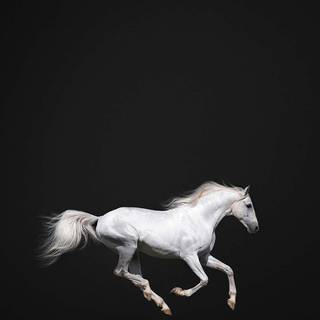 White horse iPhone wallpaper