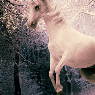 White horse iPhone wallpaper