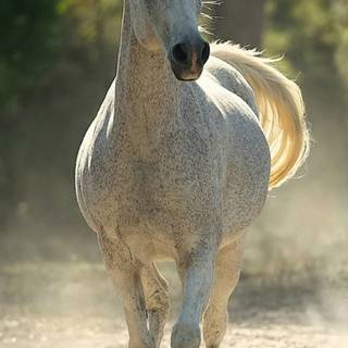 White horse iPhone wallpaper