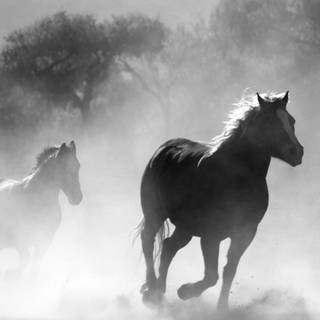 White horse iPhone wallpaper